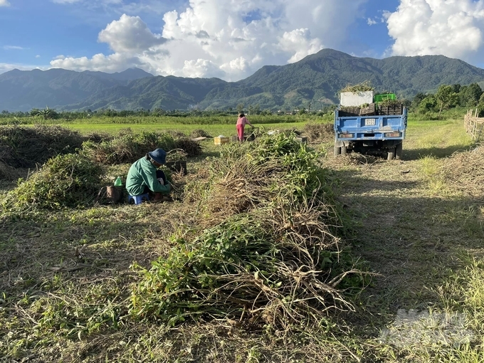 Việc sớm đầu tư nâng cấp, cải tạo hệ thống thủy lợi tại huyện miền núi A Lưới giúp người dân phát triển kinh tế bền vững. Ảnh: CĐ.