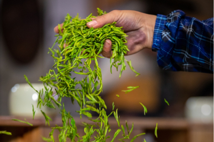 A worker tests the dryness of tea leaves. Photo: VCG