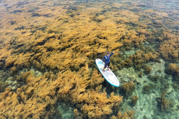 The potential for seaweed development in Vietnam is huge. Photo: V.D.T.