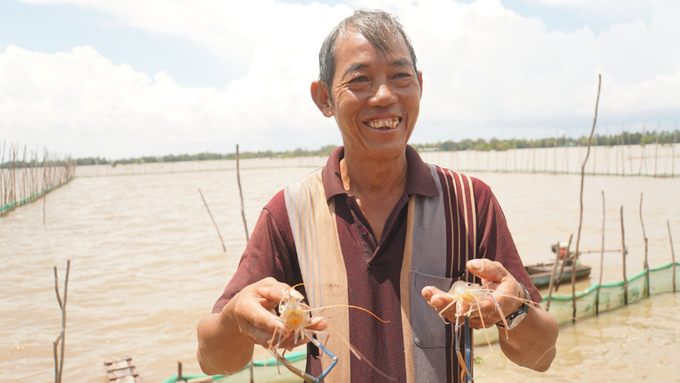 Ông Nguyễn Văn Khen tự hào khoe con tôm càng xanh. Nhờ chuyển sang nuôi tôm trong mùa nước nổi thay cho lúa vụ ba, thu nhập của ông đã tăng gấp 3 lần.