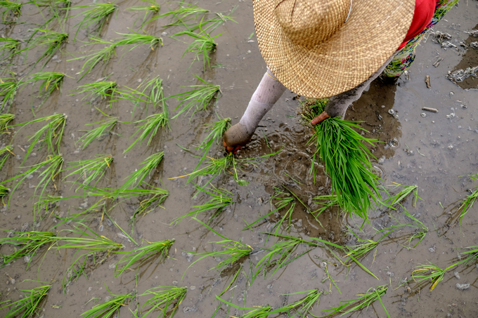 Planting rice in the Philippines.