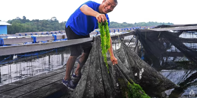 A StemCell United employee showing off the seaweed grown at their 'next-generation' kelong.