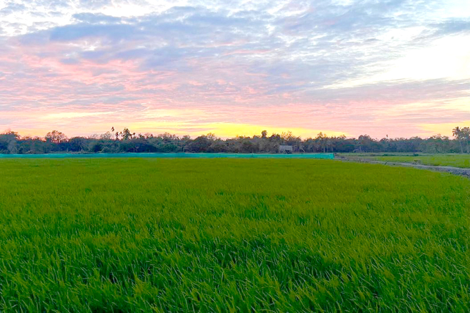 Đồng Nai sẽ chuyển gần 2.000 ha đất lúa kém hiệu quả sang cây trồng, vật nuôi khác.