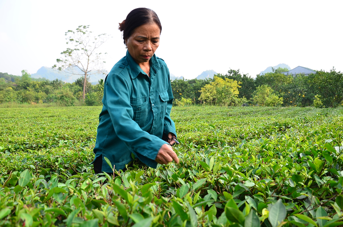 Bà Đặng Thị Thanh đang hái chè. Ảnh: Dương Đình Tường.