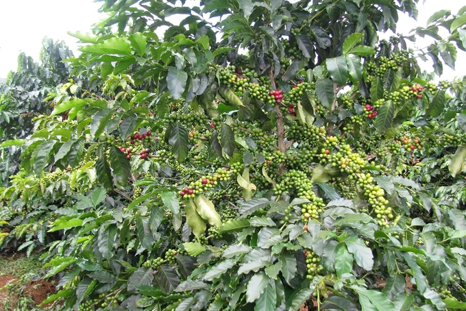 Đồng Nai sẽ tái canh 1.600 ha cà phê từ nay đến 2025.