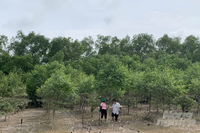 Gỗ có nguồn gốc từ cây phân tán, vườn, rừng trồng trong nước đã đảm bảo về nguồn gốc hợp pháp. Ảnh: Sơn Trang.