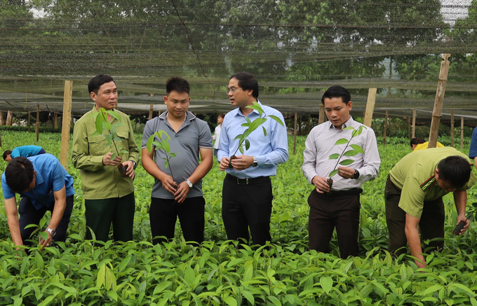 Chủ tịch UBND tỉnh Lào Cai Trịnh Xuân Trường thăm vườn ươm quế giống của dân huyện Bảo Yên. Ảnh: H.Đ