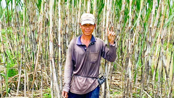 Ông Nguyễn Thanh Bình đang đánh lá mía chuẩn bị chuẩn thu hoạch. Ảnh: Hồ Thảo.