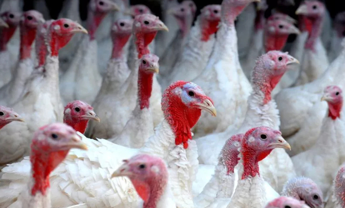 The bird flu outbreak could spell a Christmas without turkey dinner for Brits this year, farmers have warned. The worst bird flu outbreak in UK history has already led to three million turkeys being culled as part of efforts to keep the disease under control. Special protection zones have been set up in Norfolk, Suffolk and parts of Essex as well as across the entirety of south-west England to protect the remaining livestock . Photo: Owen Humphreys/PA Wire