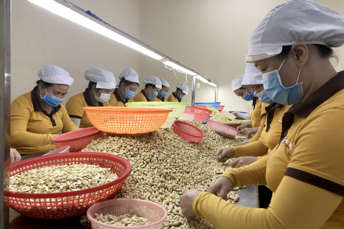 Cashew nuts processing for export. Photo: Son Trang.