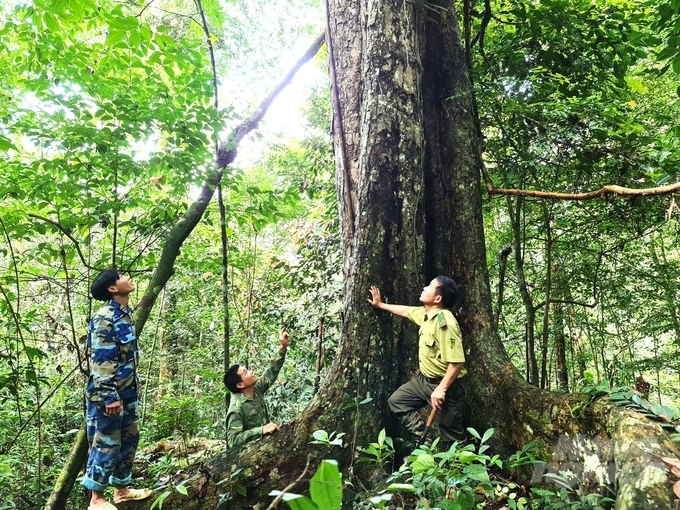 Lượng lượng kiểm lâm huyện Na Hang tuần tra bảo vệ những cánh rừng đặc dụng. Ảnh: Đào Thanh.