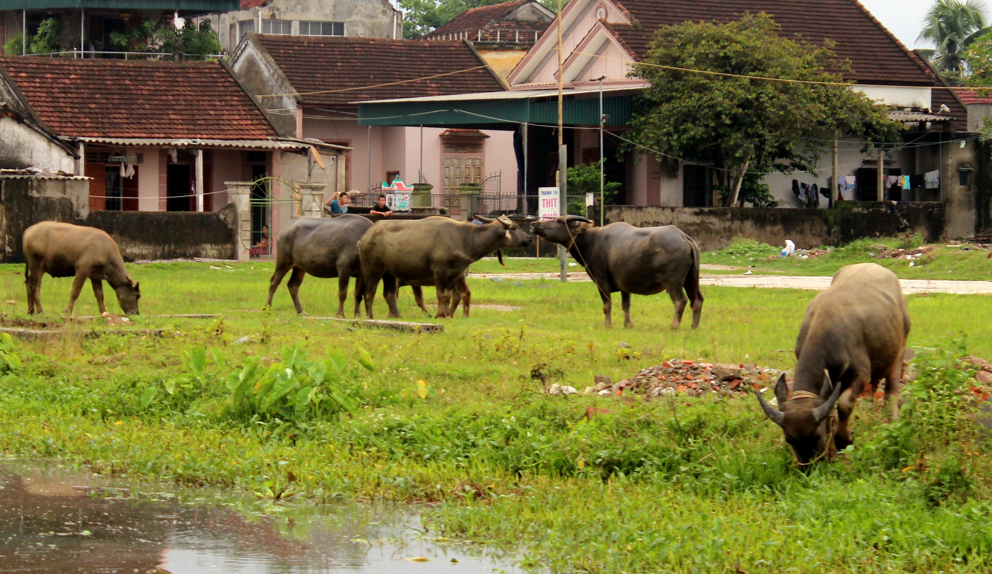 The Ministry of Agriculture and Rural Development called on units and localities to urgently prevent the smuggling of buffalo and cows across the Laos-Cambodia border.  Photo: MH.
