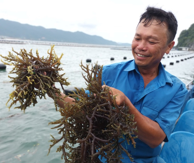 There have been many successful seaweed production models in Vietnam. Photo: HL.