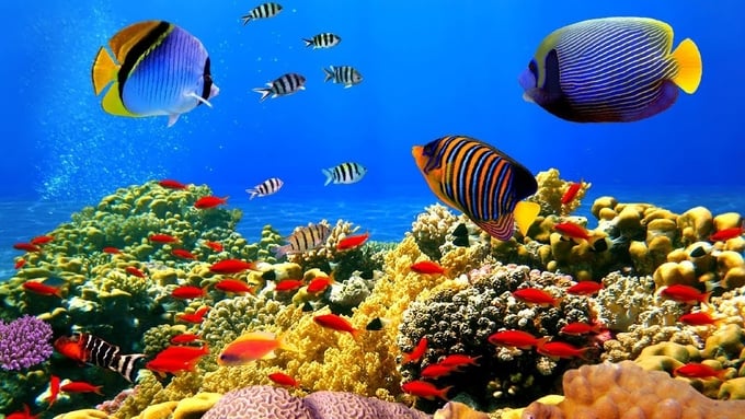 Ngoài hàng trăm loài san hô liên kết với nhau tạo thành rạn san hô, là nơi sinh sống của vô số loài động vật bao gồm bọt biển, giun, giáp xác, động vật thân mềm, da gai, các loài cá rạn san hô, rùa biển và rắn biển…