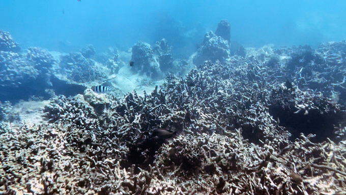 Vì tảo là tác nhân chính tạo nên màu sắc của san hô nên san hô 'rỗng' có màu trắng hoặc bị tẩy trắng.