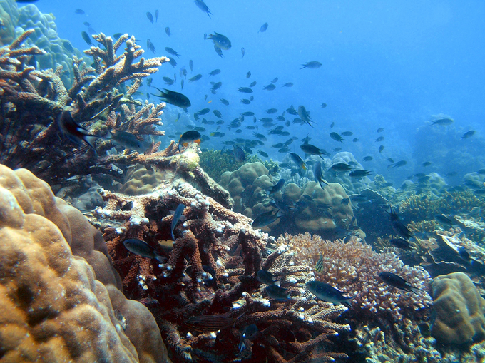 Các rạn san hô rất quan trọng với vai trò bảo vệ bờ biển, giảm thiểu tác động của sóng khi bão; cung cấp môi trường sống và nơi trú ẩn cho hàng trăm sinh vật.