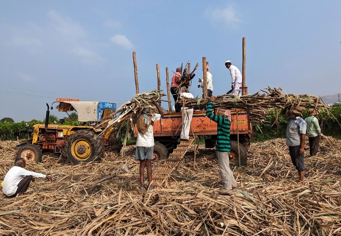 Sugar mill workers load harvested sugar cane in a tractor trolly in Sangli district, in the western state of Maharashtra, India, December 3, 2022. Photo: REUTERS/Rajendra Jadhav