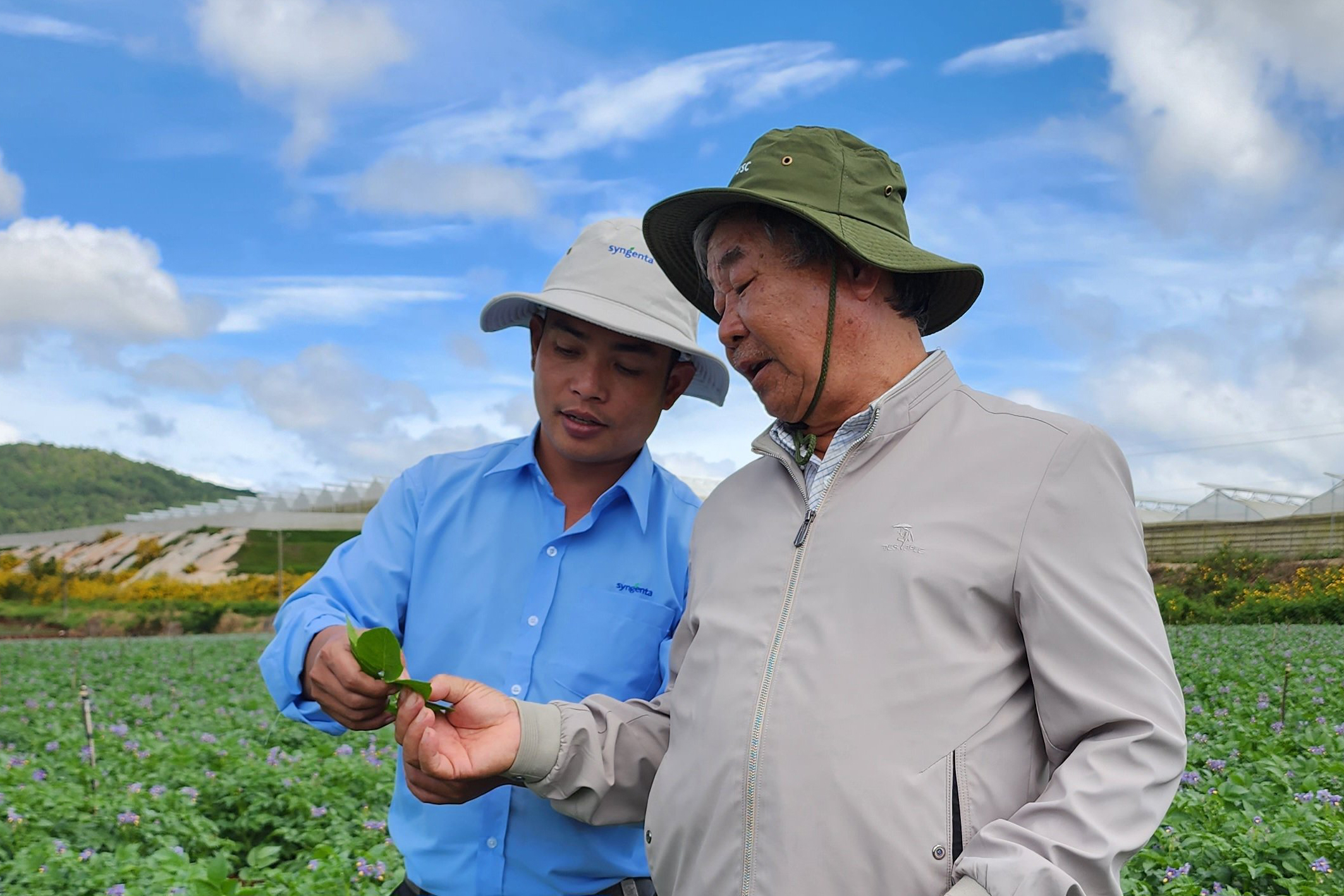 Nhân viên Syngenta hướng dẫn nông dân canh tác khoai tây bền vững.
