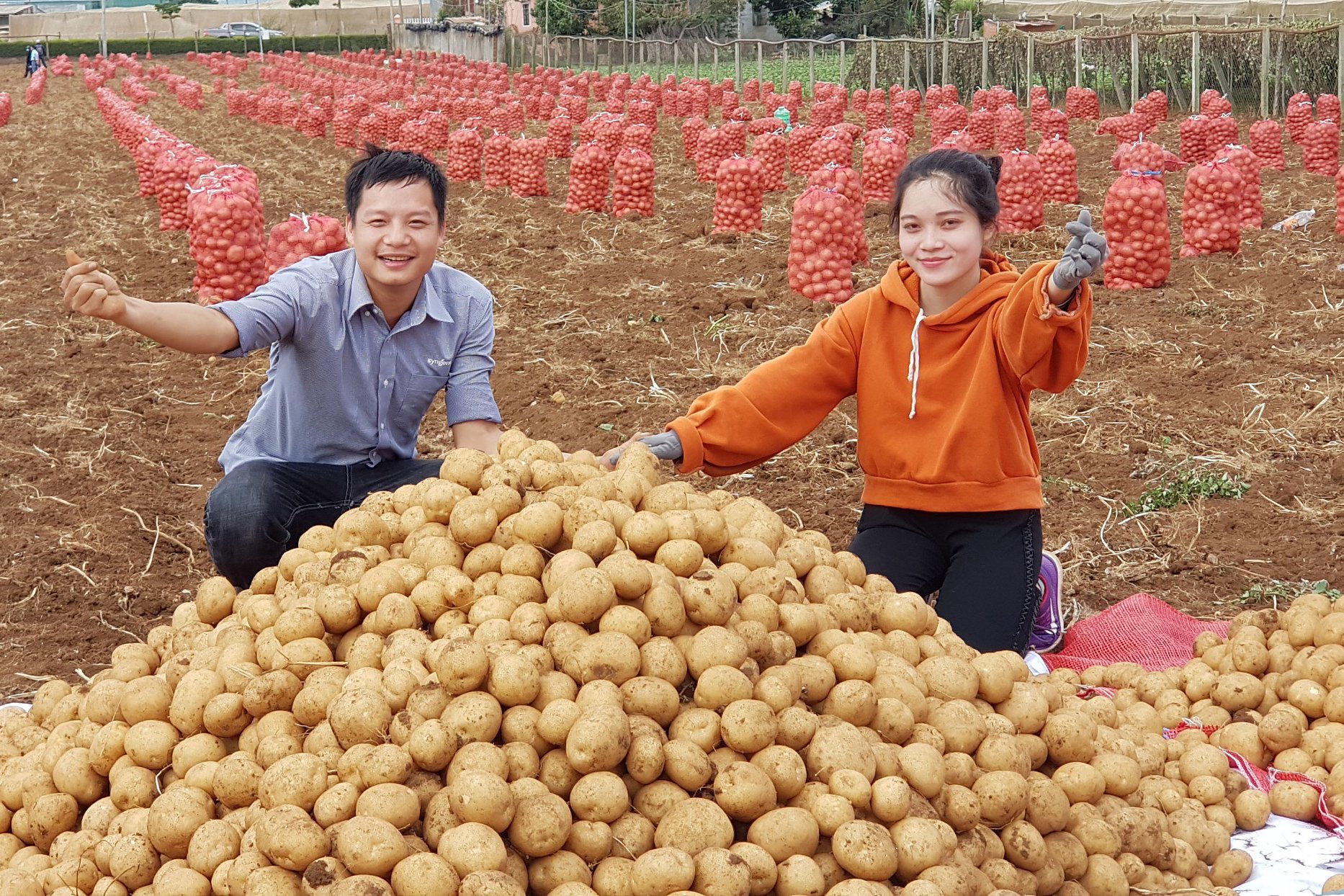 Thu hoạch khoai tây ở Đơn Dương, Lâm Đồng.
