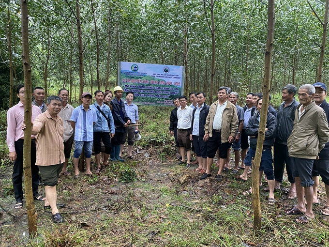 Mô hình trồng rừng từ dự án khuyến nông triển khai trên địa bàn tỉnh Phú Yên phát triển rất tốt. Ảnh: NH.