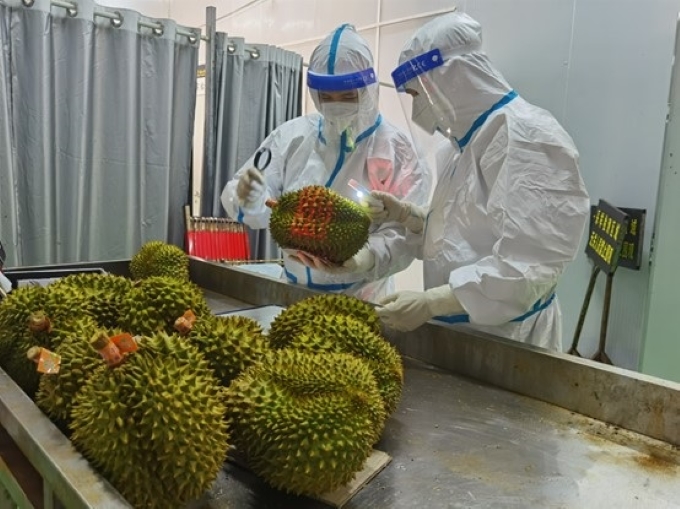 Thanks to the establishment of a service gate to prioritize declaration, testing, clearance, officers at the border gate could quicken the procedure for imported fruits.