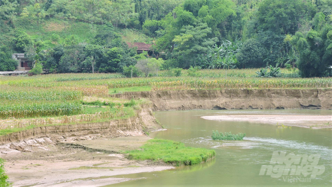 Hàng chục ngàn m2 đất nông nghiệp bị sông Năng cuốn trôi mỗi năm. Ảnh: Toán Nguyễn.