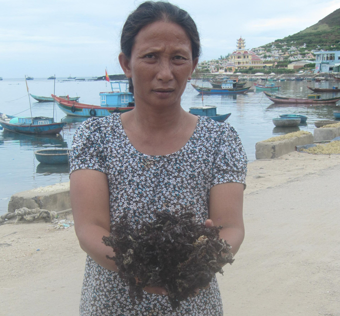 Farmers have mainly grown seaweed using traditional methods, so the production yield is low, and the quality of carrageenan is unstable. Photo: V.D.T.