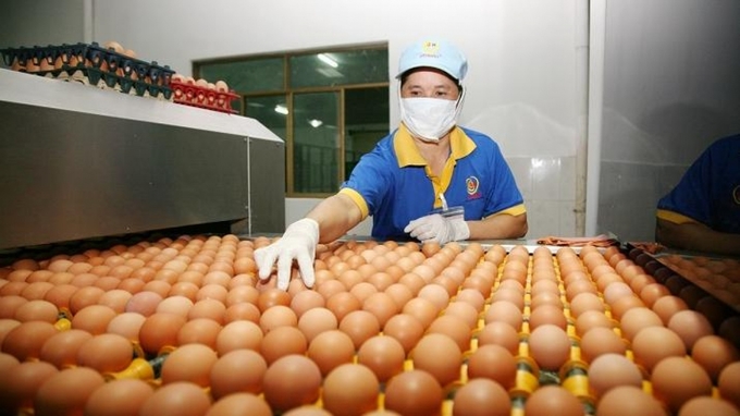 Một số tỉnh Đông Nam Bộ có nhu cẩu thịt, trứng gia cầm tăng cao dịp cuối năm như TP. Hồ Chí Minh, Vĩnh Long... Ảnh: TL.