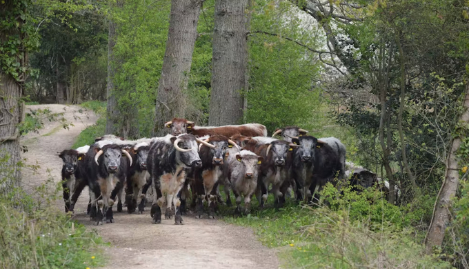 Longhorn cattle on a rewilding project in England: if we got most of our protein and carbs through new technologies, this sort of compassionate and wildlife-friendly farming could be scaled up. 