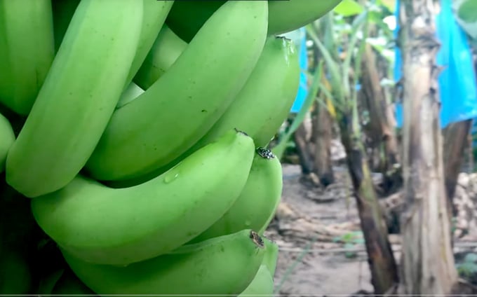 Banana exports are still growing strongly at the end of this year. Photo: Son Trang.