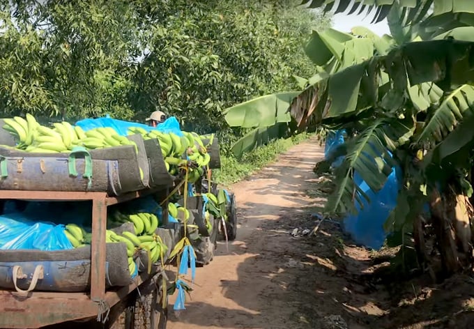 Transporting bananas on a farm in Binh Phuoc. Photo: Son Trang.