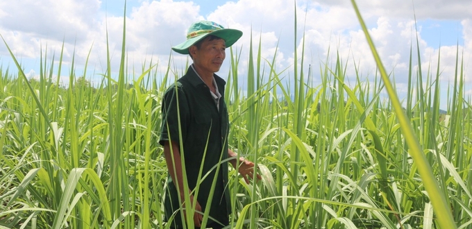 Thời gian qua Công ty TNHH MTV Đường Biên Hòa – Ninh Hòa đã triển khai nhiều chính sách giúp nông dân yên tâm trồng mía. Ảnh: KS.