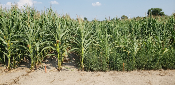 Waterhemp can drastically reduce corn and soy yields, as seen on the right in a corn field in Essex County. Credit: Julia Kreiner, University of British Columbia.