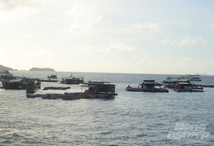 Xã đảo An Sơn có sản phẩm chủ lực là nuôi cá lồng bè trên biển, với các loại cá mú, các bóp… được doanh nghiệp liên kết thu mua, bao tiêu cá thương phẩm cho ngư dân. Ảnh: Trung Chánh.