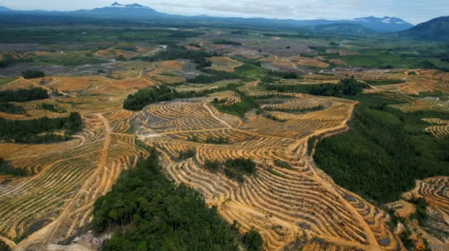An aerial view is seen of a cleared forest area under development for palm oil plantations in Kapuas Hulu district of Indonesia's West Kalimantan province, Jul 6, 2010. Photo: REUTERS
