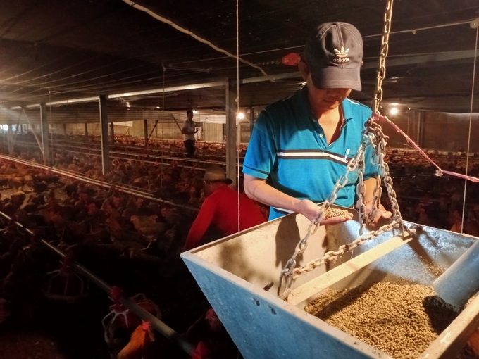 Trang trại nuôi gà lông màu theo hướng ATSH ở Tây Ninh. Ảnh: Trần Trung.