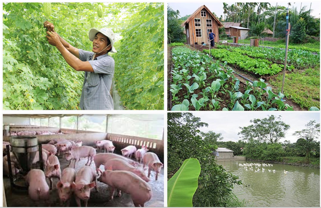 Mô hình vườn - ao - chuồng (VAC) đã được áp dụng phổ biến ở Việt Nam từ những năm 1980 và được coi là hình thức nông nghiệp tuần hoàn đơn giản nhất.