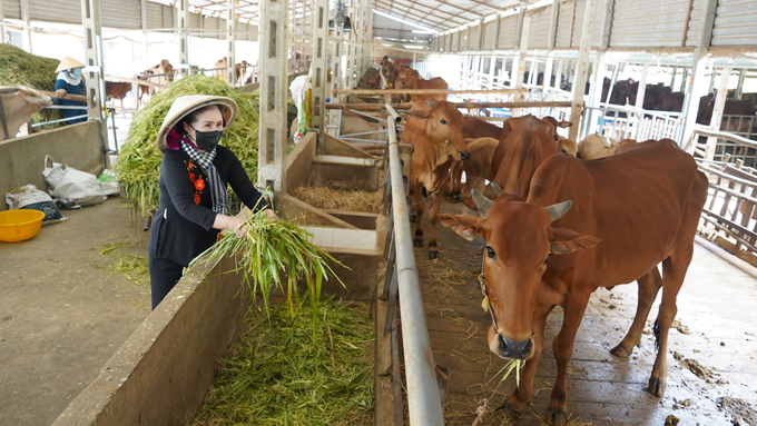 Chăn nuôi bò tập trung ở Tây Ninh. Ảnh: Trần Trung.