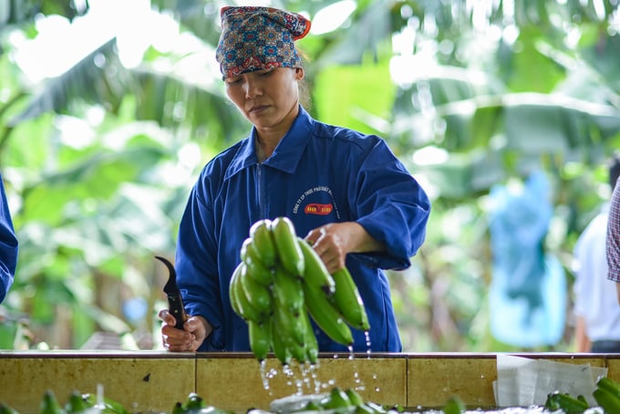 Ông Bob Wang, Chủ tịch Hiệp hội Doanh nghiệp Nam Ninh, tỉnh Quảng Tây, Trung Quốc khuyến nghị trái cây Việt Nam khi xuất khẩu phải áp dụng hệ thống truy xuất nguồn gốc chất lượng. Ảnh: Tùng Đinh.