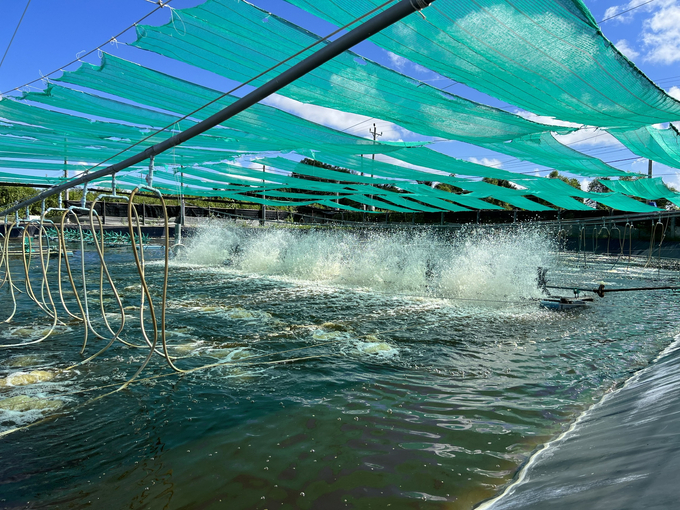 The high-tech intensive shrimp farming model carries high environmental risks if water and feed waste are not managed effectively. Photo: Trong Linh.