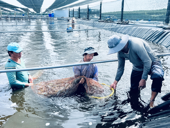 The 3-stage intensive shrimp farming model brings high economic efficiency to the farmers. Success rate of the model is estimated at approximately 75%. Photo: Trong Linh.