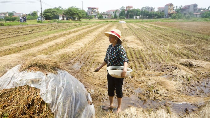 Người dân xã Thọ Xuân (huyện Đan Phượng, Hà Nội) vãi chế phẩm sinh học xử lý rơm rạ trên những thửa ruộng mới thu hoạch lúa.