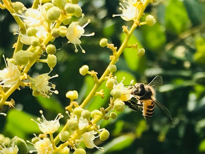 Giống ong Ý anh Minh chọn nuôi khá lành tính, khi thu hoạch không cần mang bảo hộ. Ảnh: Hồ Thảo.