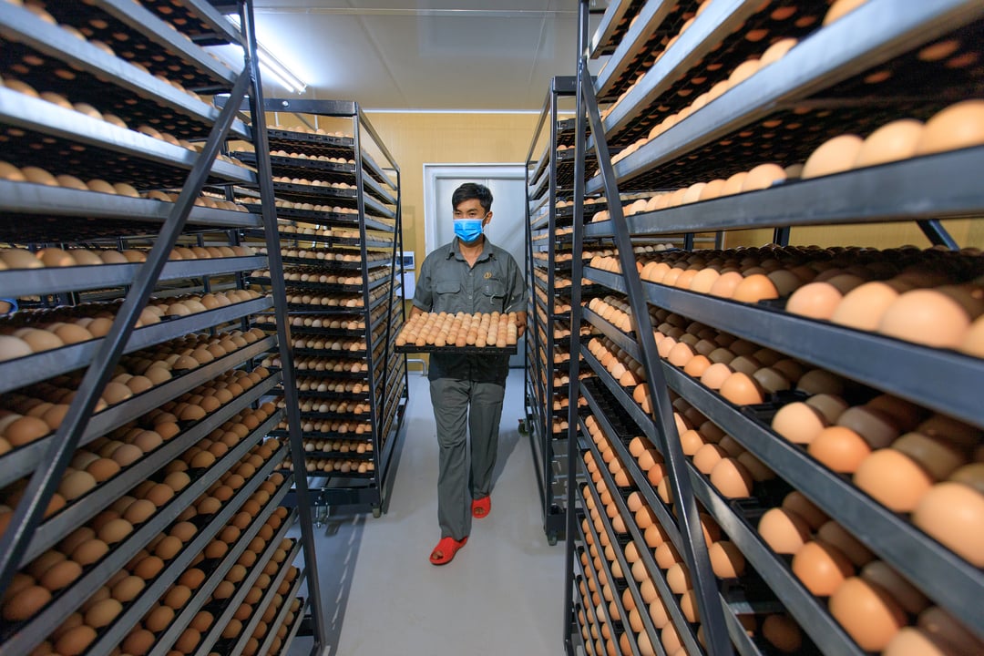 Bên trong Nhà máy ấp trứng gia cầm tại xã Pơng D’Rang, huyện Krông Búk, tỉnh Đắk Lắk của Công ty TNHH Japfa Comfeed Việt Nam (Japfa Việt Nam).