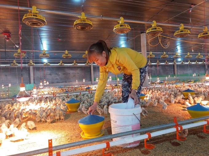 Ms. Huynh Thi Ly Ly imports chickens from Dak Lak factory.
