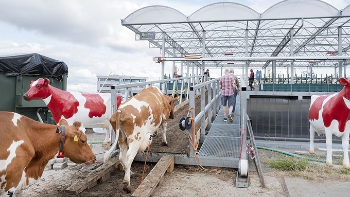 Rất đông du khách đến tham quan, học tập kinh nghiệm tại trang trại bò sữa nổi đầu tiên trên thế giới. Ảnh: AP