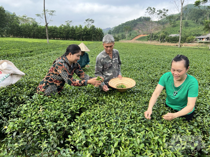 Văn bằng bảo hộ chứng nhận giúp sản phẩm Chè Võ Nhai bay cao, bay xa, sánh ngang với các thương hiệu chè chất lượng của Thái Nguyên. Ảnh: Đồng Văn Thưởng.