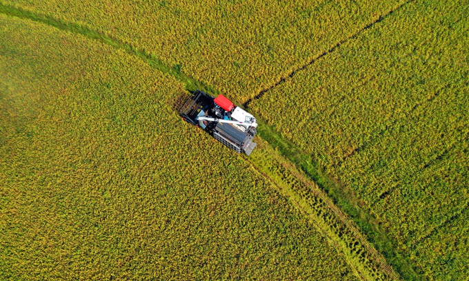 Ảnh chụp từ trên cao một chiếc máy gặt đập liên hợp của nông dân tỉnh Giang Tây đang thu hoạch lúa mùa sớm. Ảnh: VCG