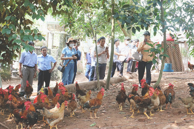 Tân Yên là địa phương chăn nuôi lớn nhất tỉnh Bắc Giang.