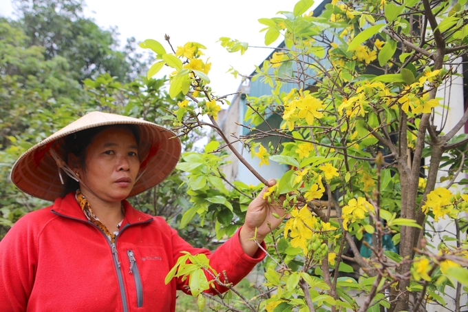 Chung thực trạng, gia đình chị Nguyễn Thị Tuyên, trú xóm Tân Thành trồng 70 gốc mai, đến nay trên chục gốc có hiện tượng đổ lá và 7 gốc hoa đã nở rộ. Trong số cây nở hoa có những cây thế đẹp, tuổi đời trên 20 năm khiến chị Tuyên rất lo lắng.